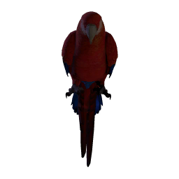Parrot